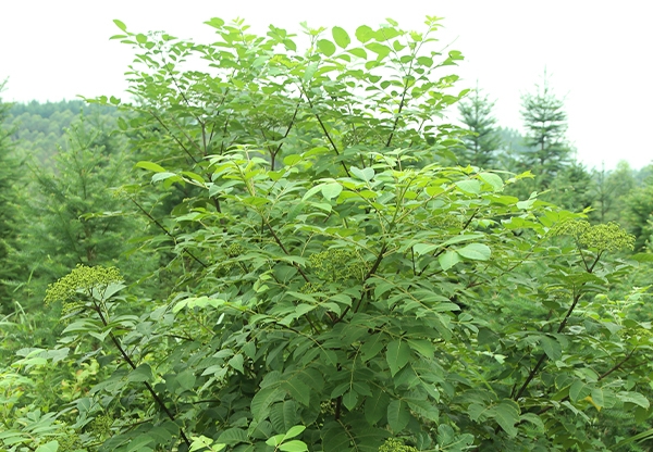 大花晚熟吳茱萸