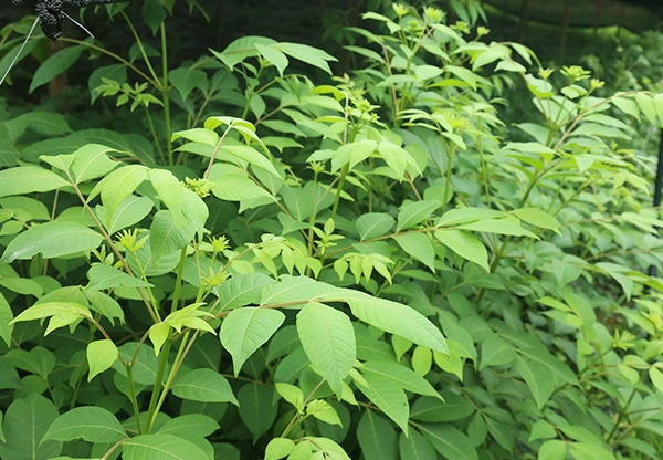 江西中花吳茱萸