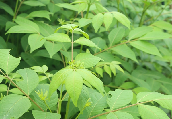 小花吳茱萸