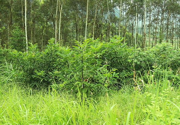 柳州成品吳茱萸種植