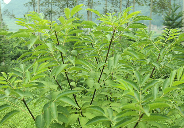 白色成品山豆根種植