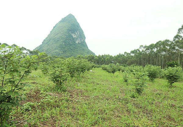 鳳山收購吳茱萸種植