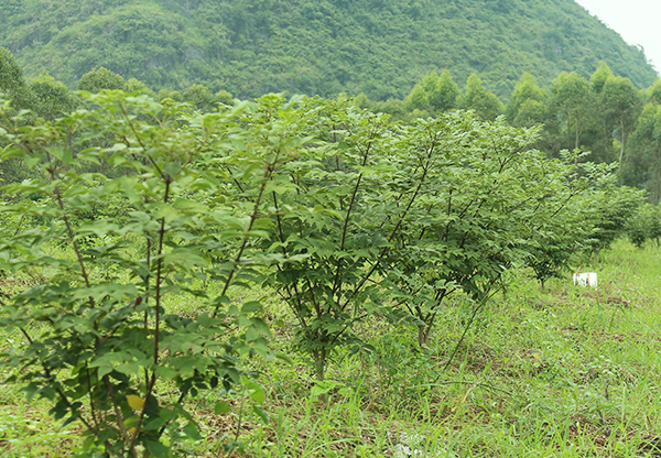 河南成品金銀花價格