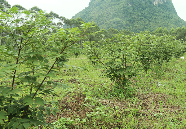 湖北求購山豆根種植