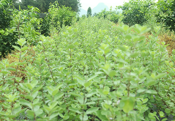 河池收購沙仁價(jià)格