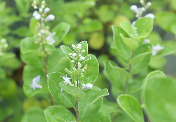 天峨收購(gòu)吳茱萸苗價(jià)格