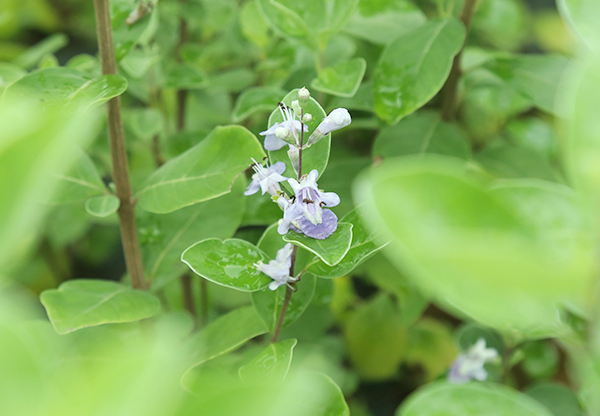 河池成品中花茶辣種植