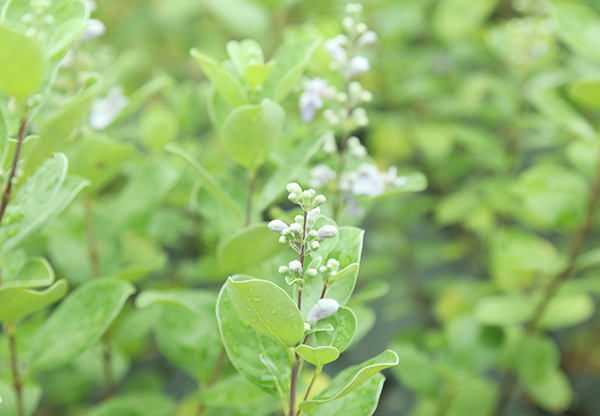 云南收購吳茱萸種植