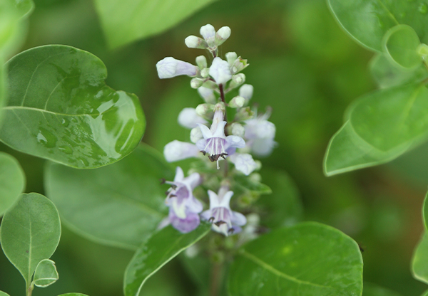 四川求購中花茶辣種植