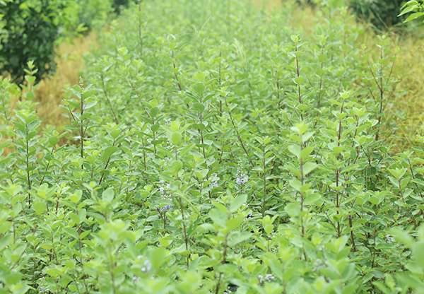 玉林求購中花茶辣批發(fā)