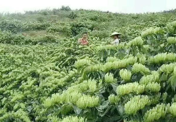 都安成品金銀花種植