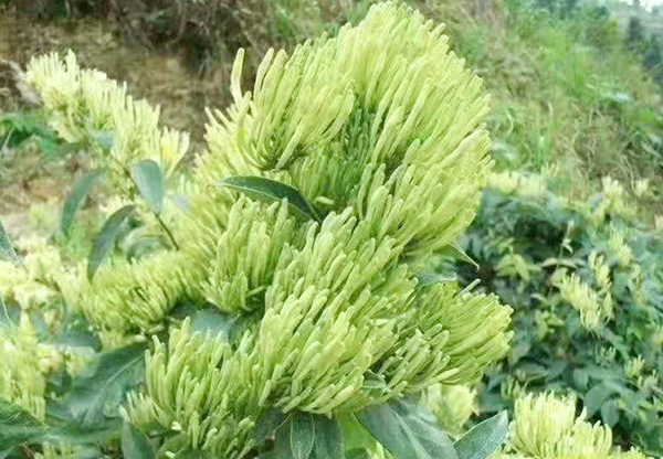 河池求購蔓荊子種植