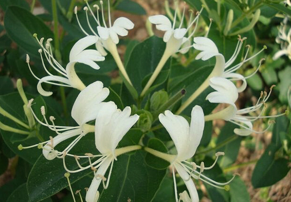 上海成品中花茶辣種植