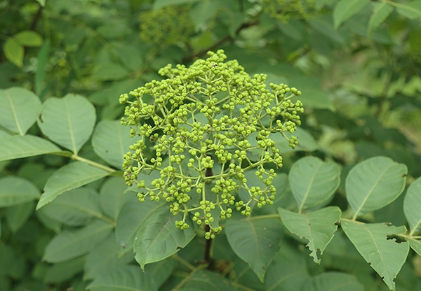 江西中花吳茱萸