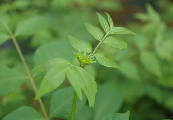 江西中花吳茱萸