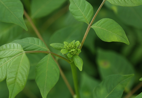 江西中花吳茱萸苗