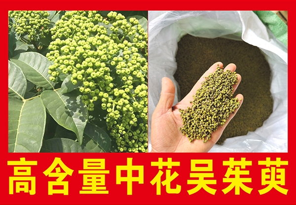 高含量中花吳茱萸