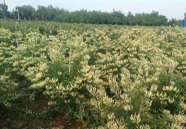 廣西藥材金銀花