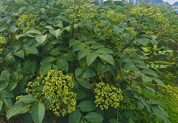 廣西中花吳茱萸收購商