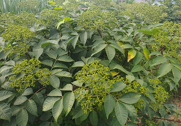 中花吳茱萸收購(gòu)商