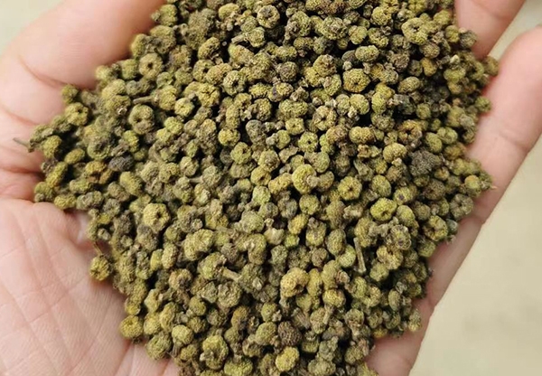 廣西中花吳茱萸干貨