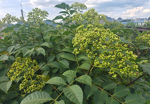 吳茱萸藥材